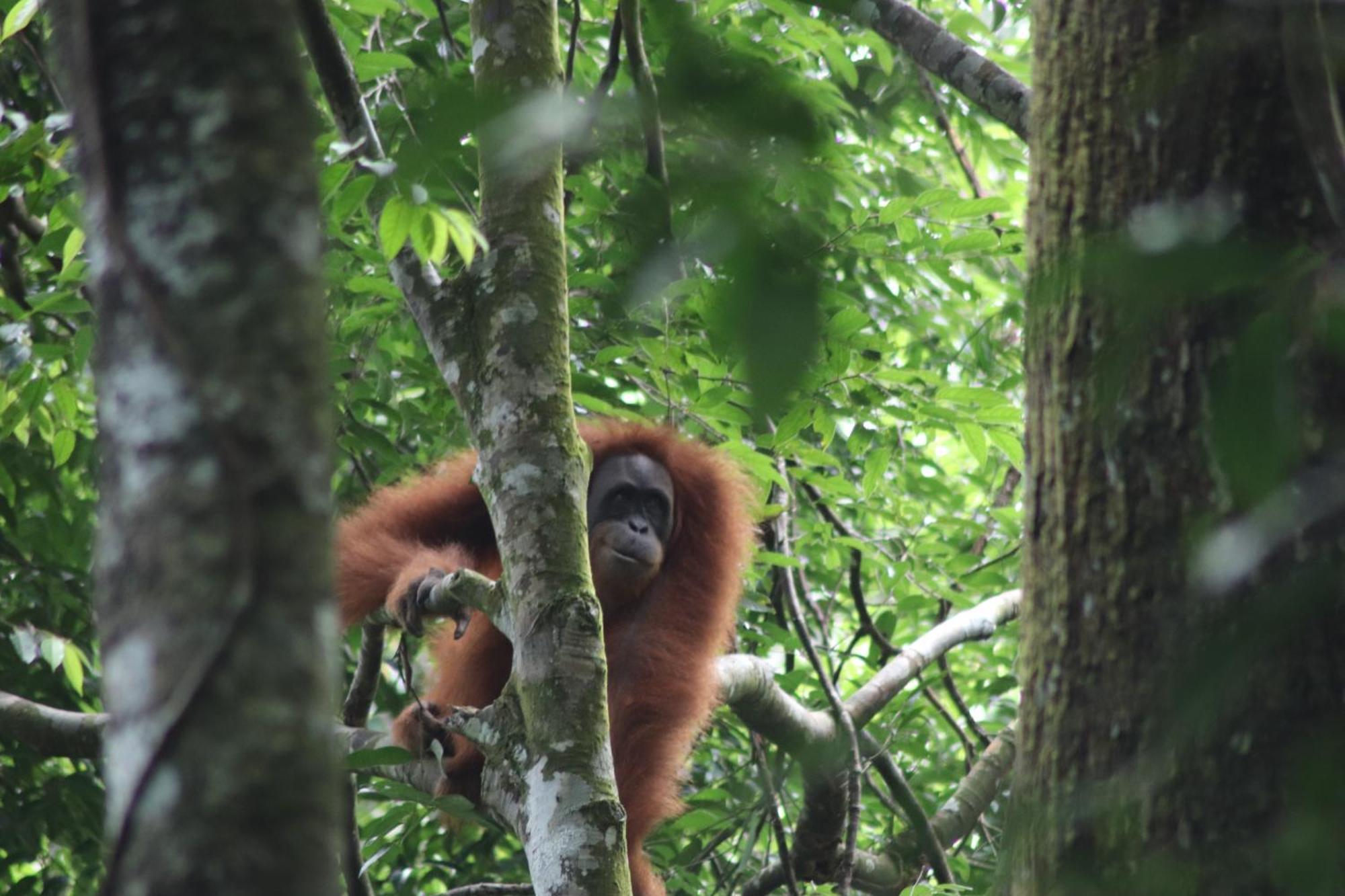 Gino'S Place - Guest House & Jungle Trekking Букит-Лаванг Экстерьер фото